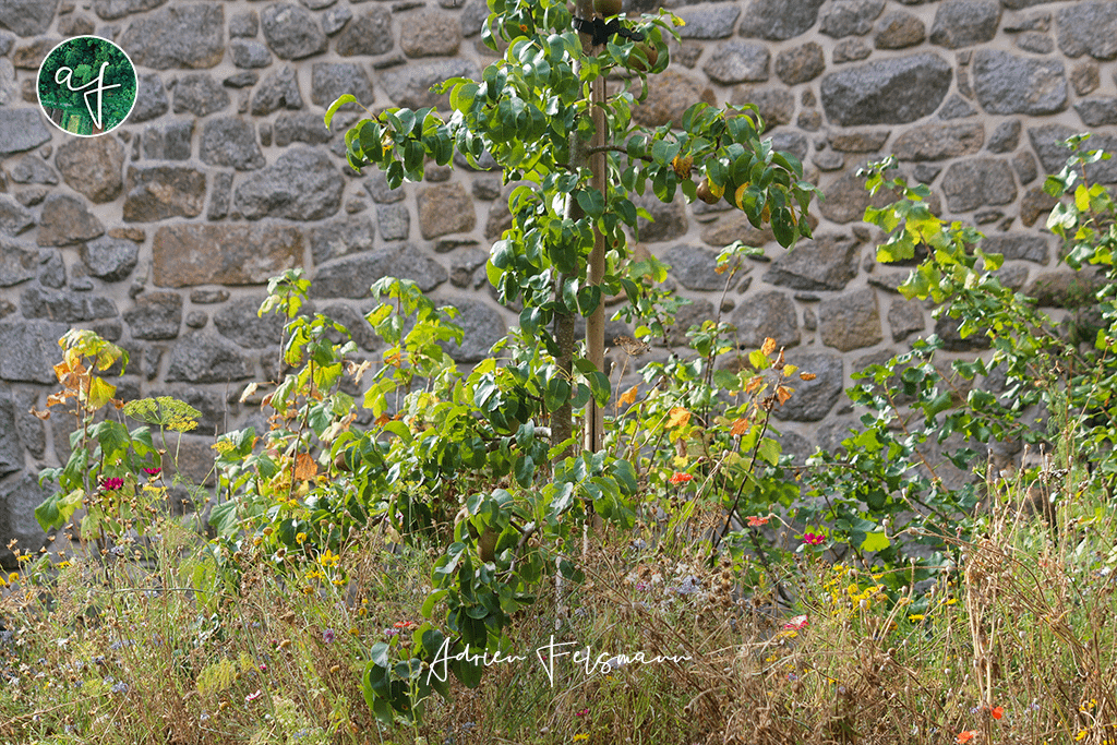 Poirier en solaxe dans une prairie fleurie sauvage