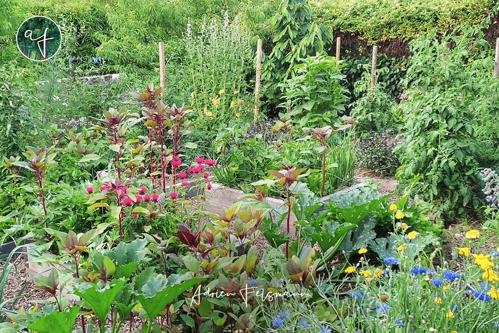 Jardin nourricier, potager permaculturel fleuri et entouré d'arbres