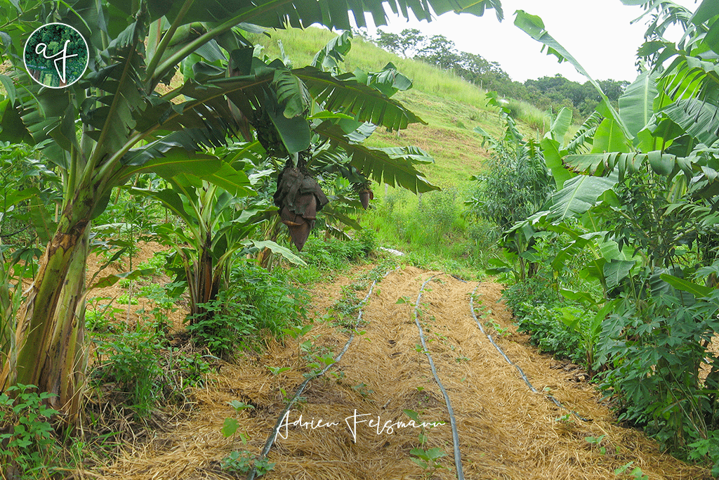 Culture maraîchère en agroforesterie successionnelle