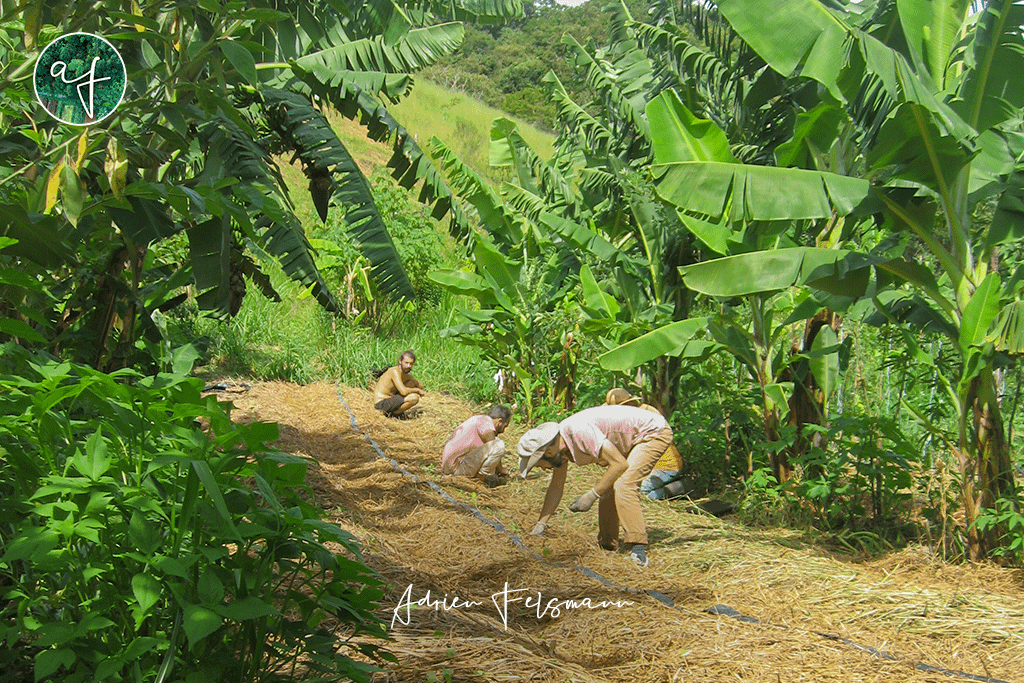 Plantation dans l'agro-forêt en agriculture syntropique