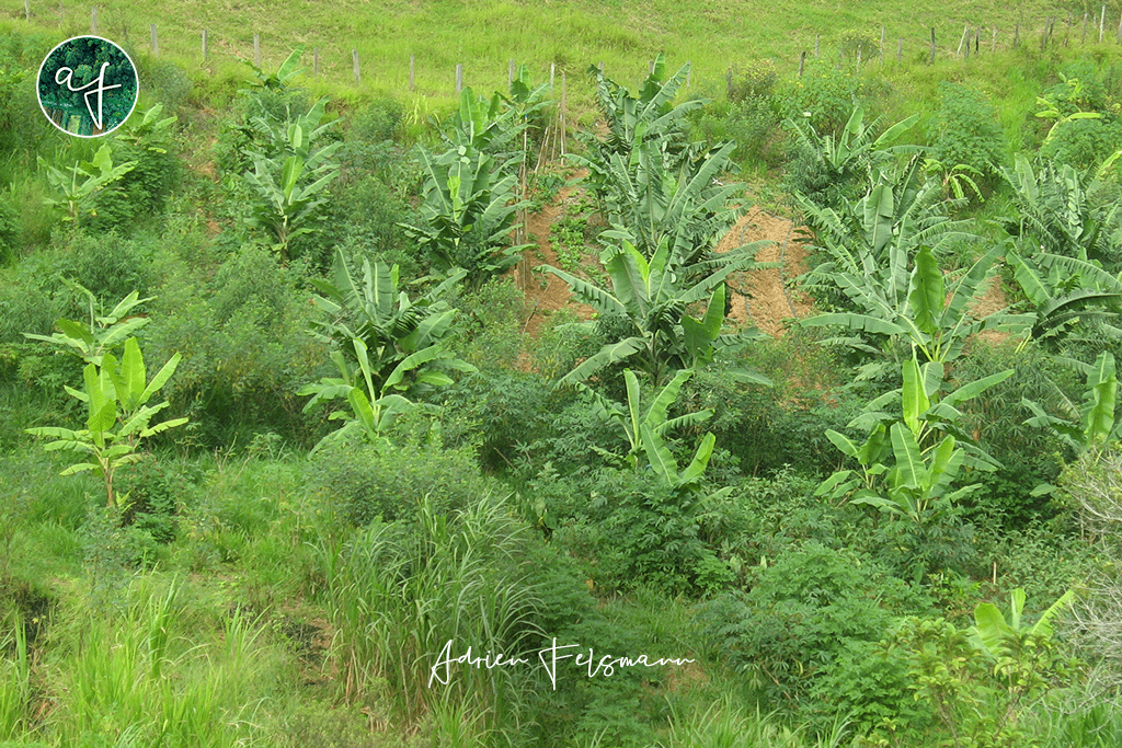Planches maraîchères et les arbres de l'agro-forêt