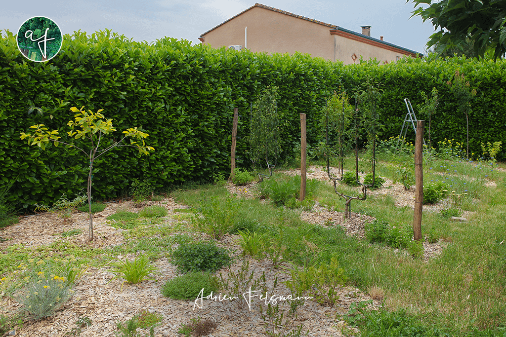 Arbres fruitiers et massif mellifère