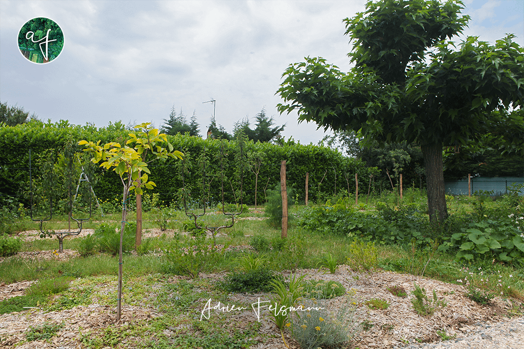 Design du verger maraîcher familial