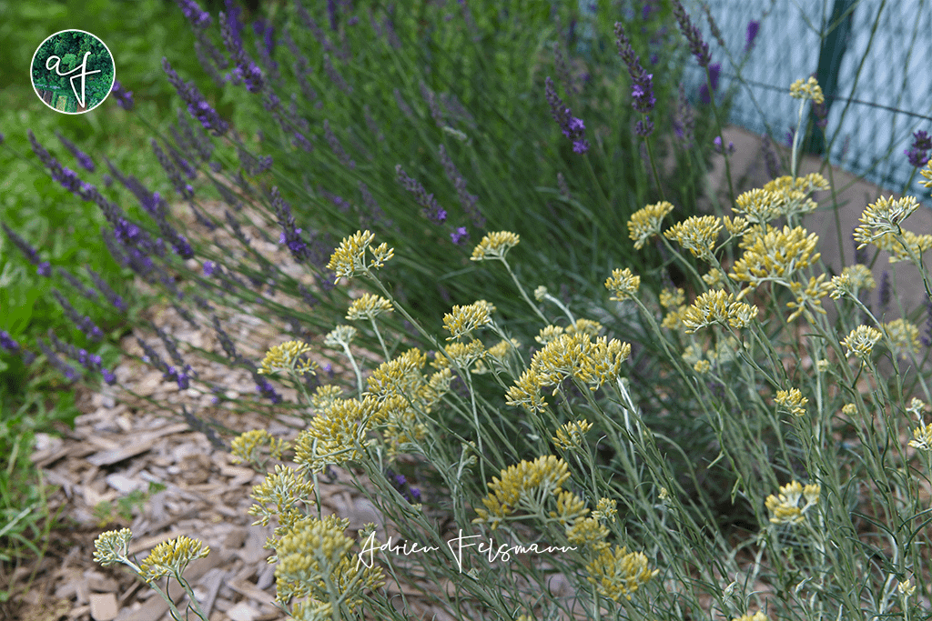 Hélichryse et lavande dans un massif de plantes aromatiques