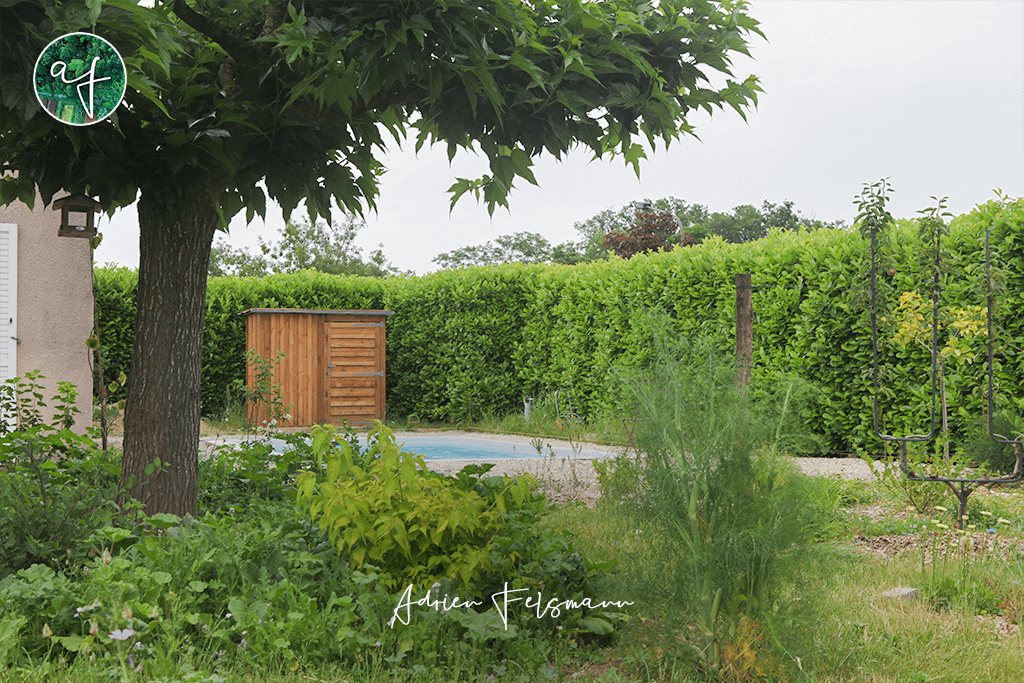 Jardin écologique avec une prairie fleurie sous un arbre