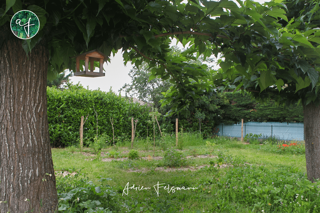 Nichoir dans un mûrier devant le verger agroforestier