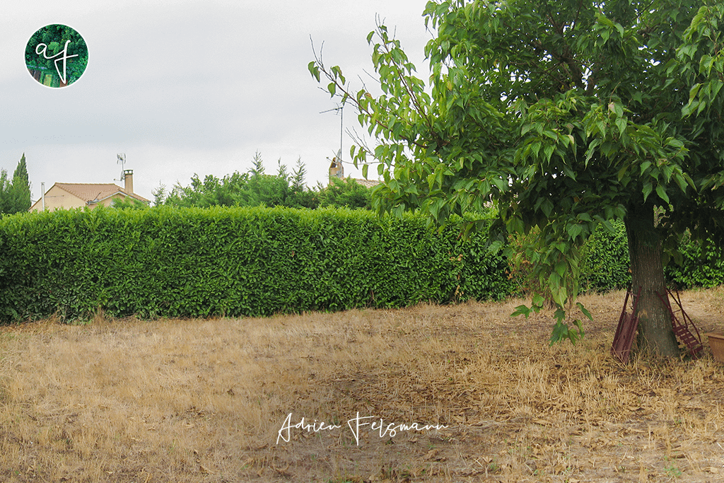 Pelouse sèche en été dans un jardin sans arrosage
