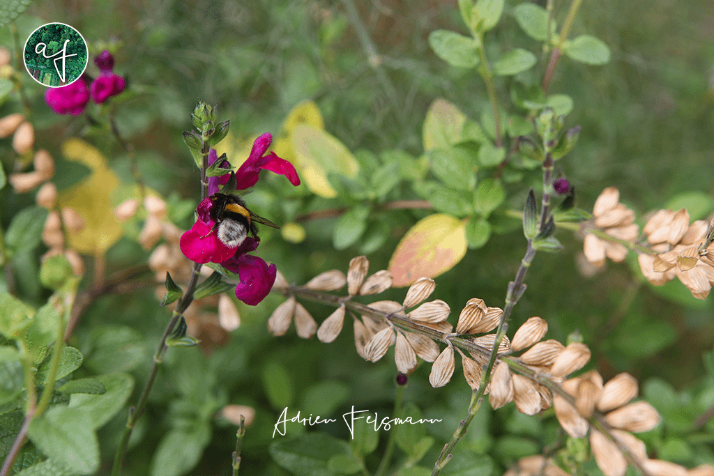 Bourdon sur une sauge arbustive au jardin naturaliste