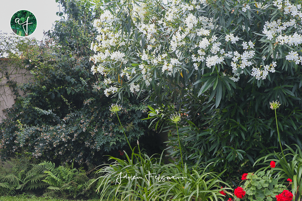 Coin repos ombragé composé de fougères et d'agapanthes