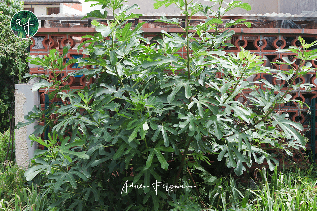 Figuier utilisé comme brise-vue nourricier