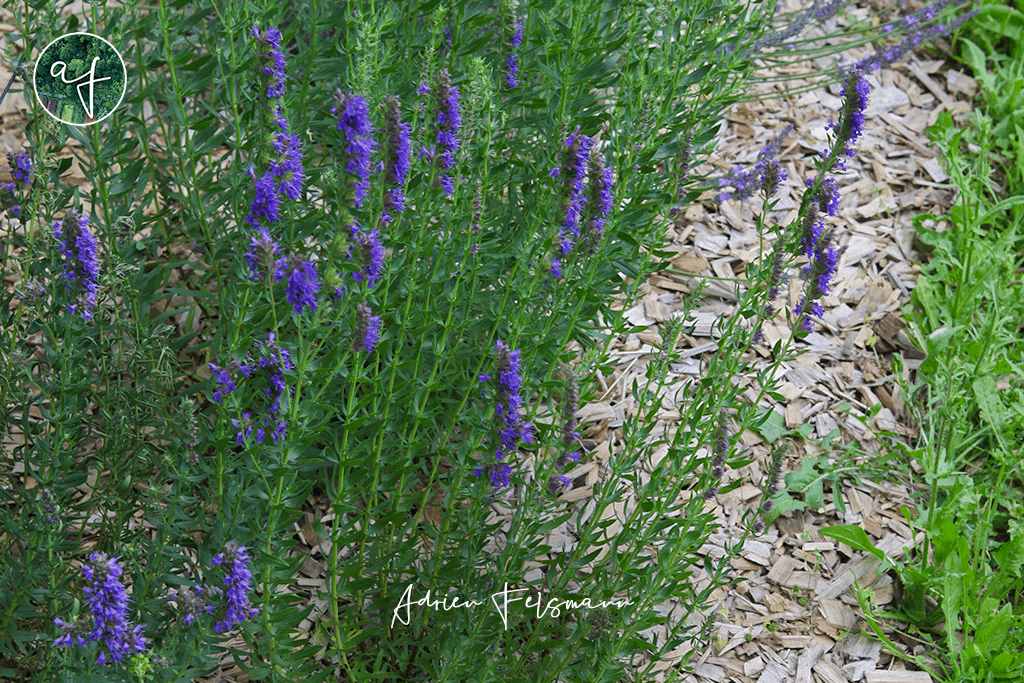Hysope dans un massif de plantes aromatiques