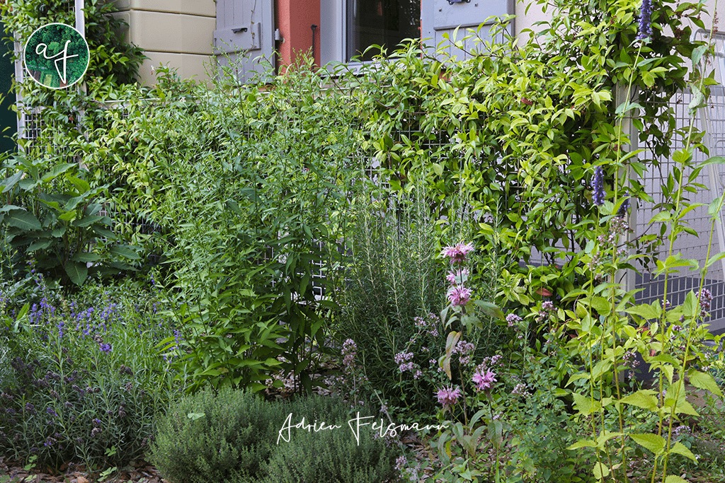 Massif de plantes aromatiques dans un petit jardin sans arrosage