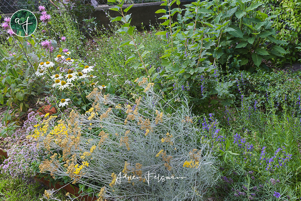 Massif sans arrosage avec aromates et fleurs comestibles