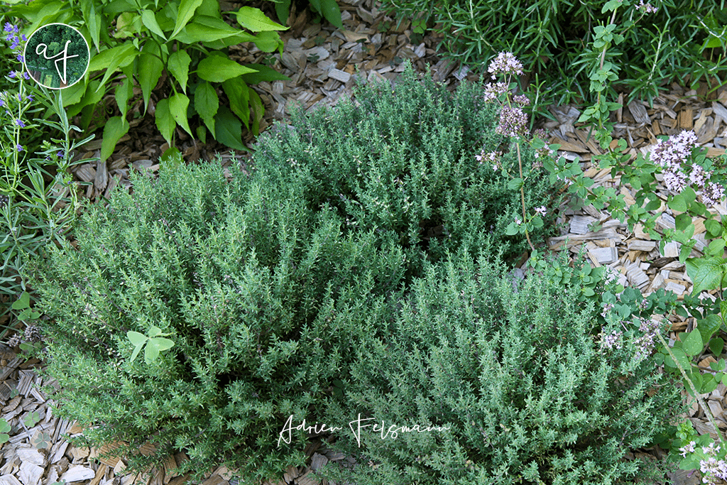 Palette végétale d'aromates méditerranéens