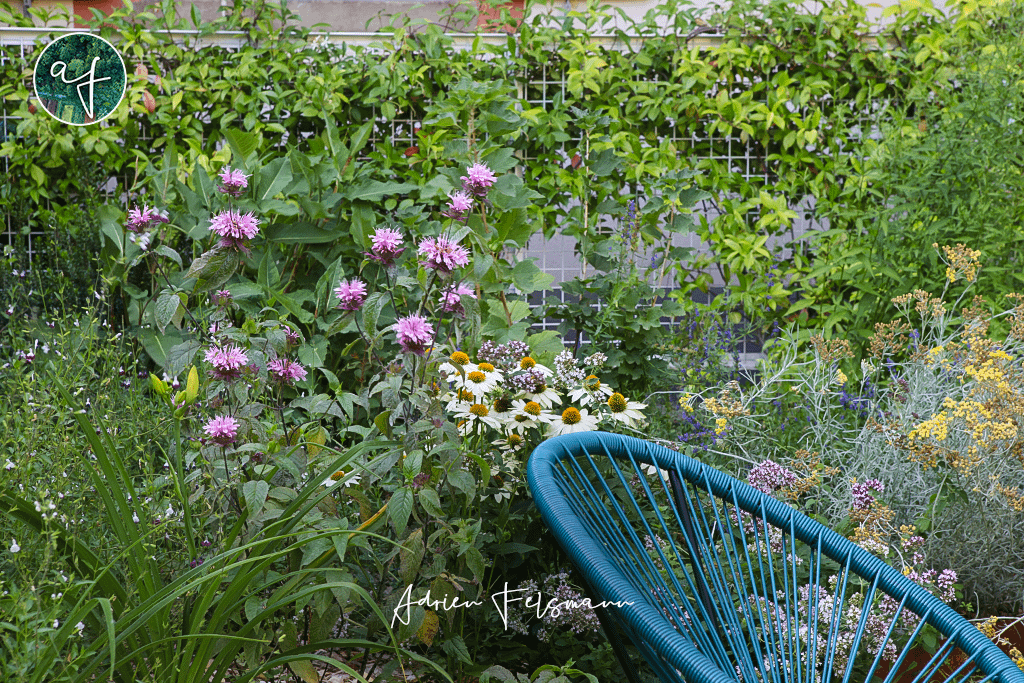 Petit jardin fleuri qui attire la biodiversité