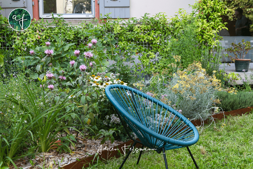 Plantes mellifères, aromatiques et médicinales dans un jardin sans arrosage