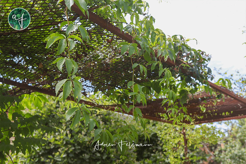 Vigne vierge sur une arche en fer forgé au jardin
