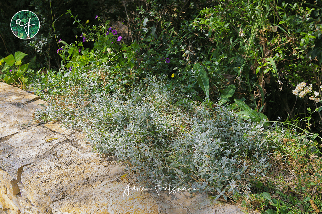 Céraiste rampante sur un mur en pierre naturelle