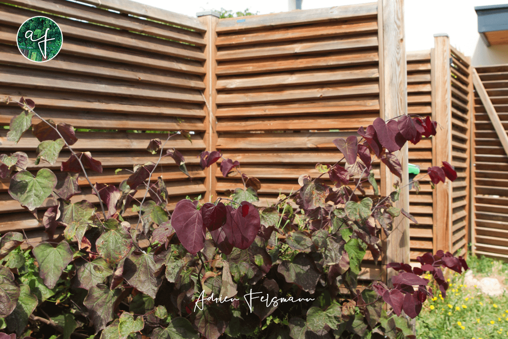 Entrée du jardin marquée par des panneaux en bois et un Arbre de Judée pourpre