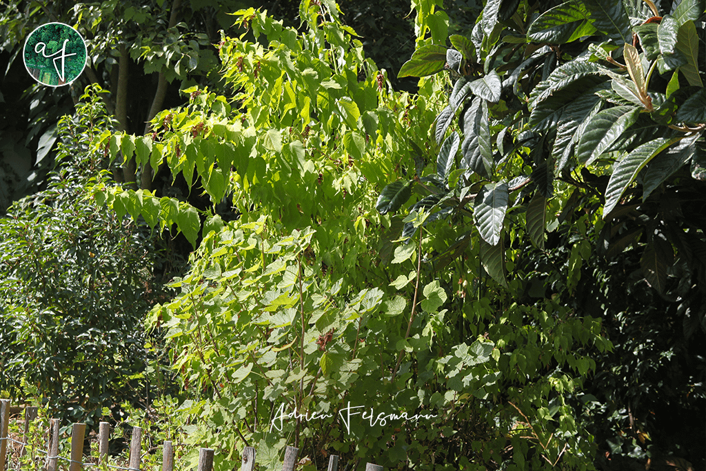 Haie naturelle et brise-vue comestible