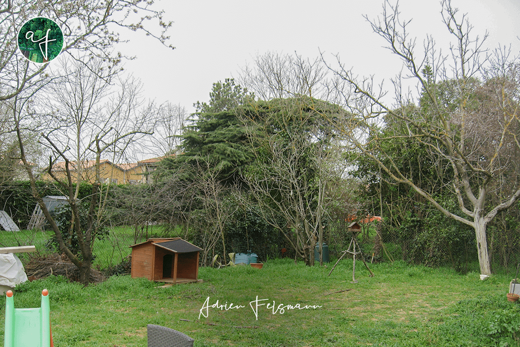 Jardin avant les travaux d'aménagement paysager