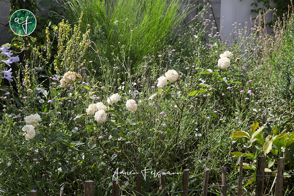 Massif naturel alliant rosiers et plantes sauvages