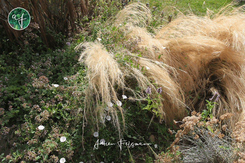 Plantes aromatiques et liseron cohabitent au jardin naturel