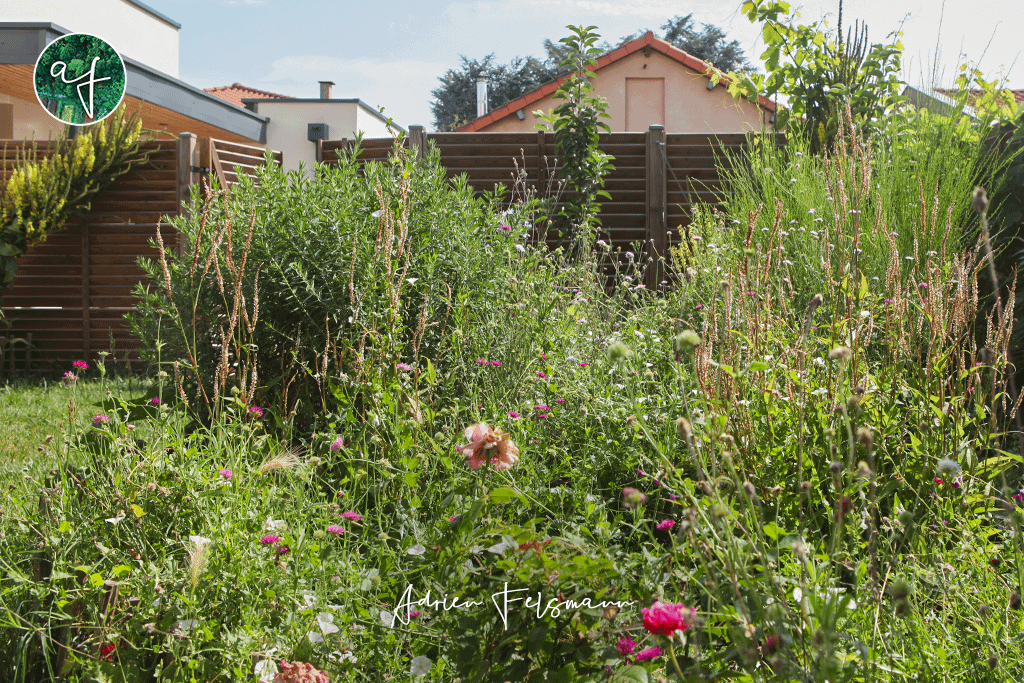 Plantes sauvages graphiques du jardin naturel