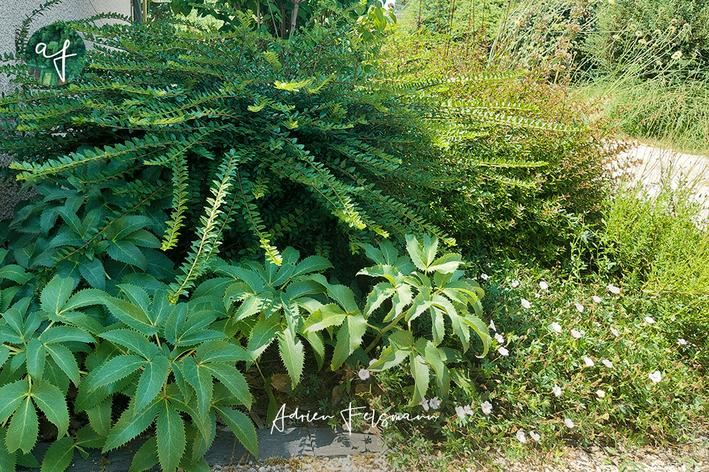 Massif de vivaces sauvages pour l'ombre