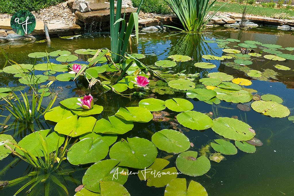 Nénuphars dans une mare naturelle au jardin écologique
