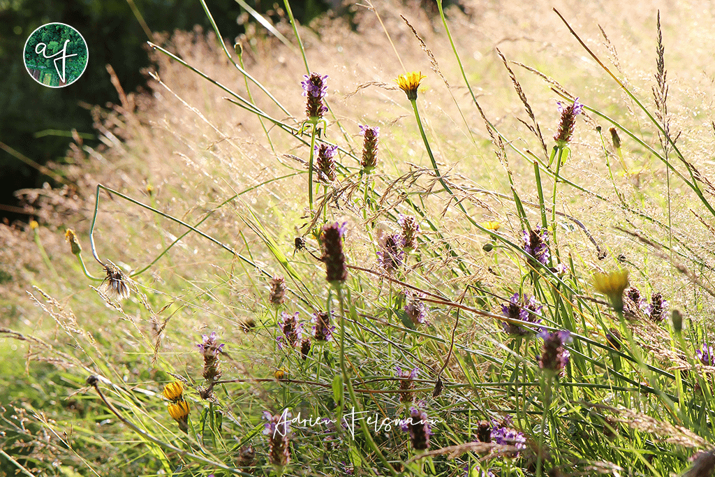 Prairie naturelle