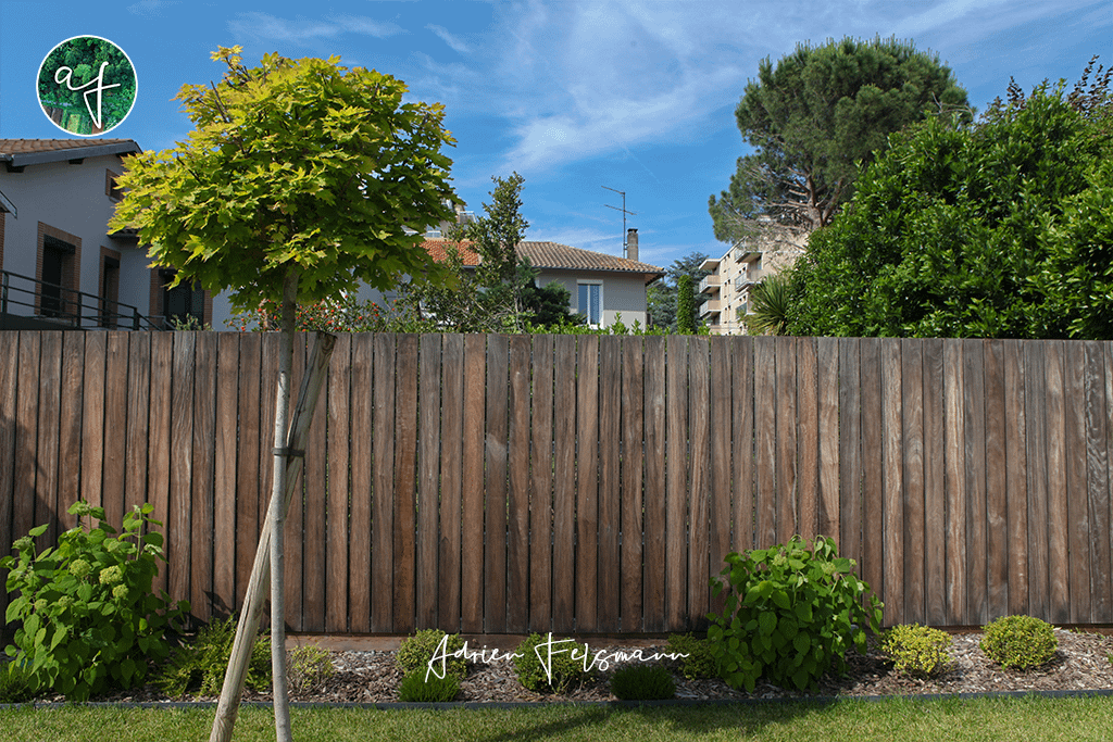 Acer globosum dans un jardin minimaliste