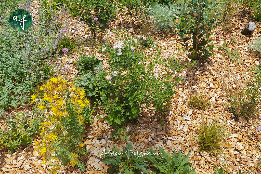 Massif naturaliste avec plantes sauvages et aromates