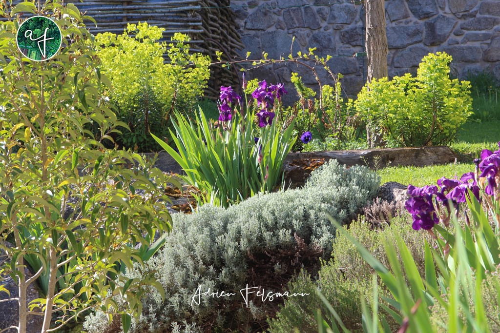 Plantes de rocaille