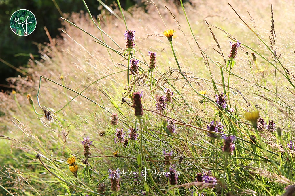 Prairie naturelle