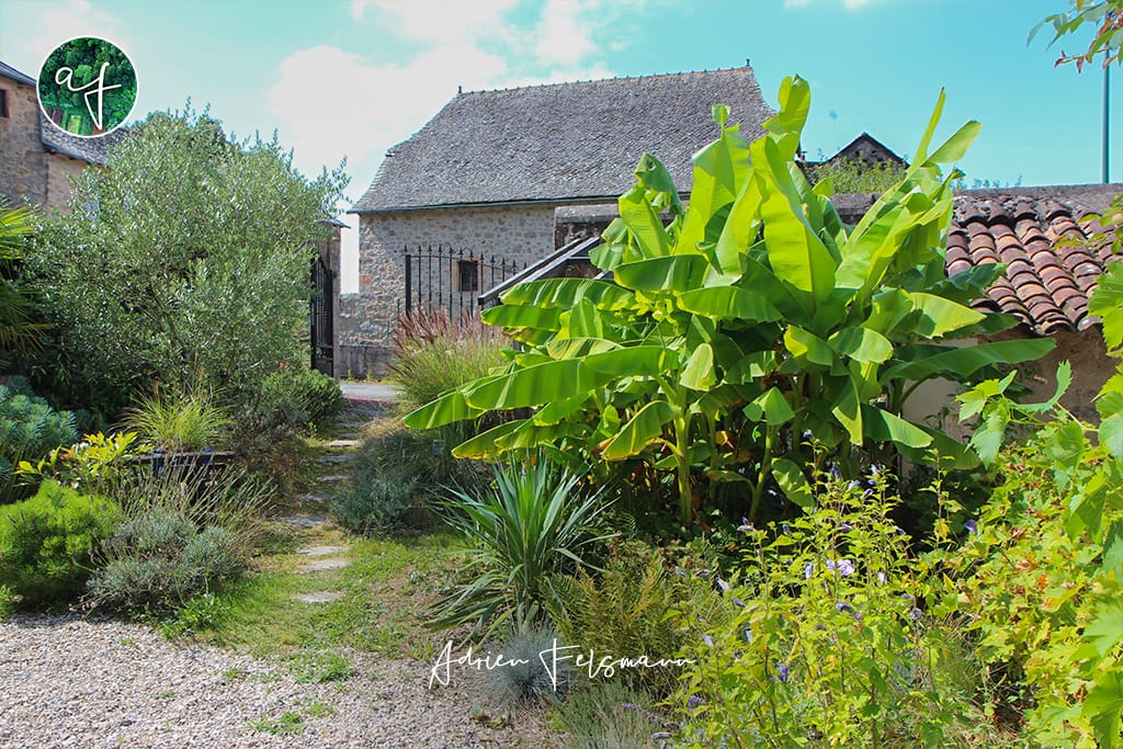 Bananier et yucca