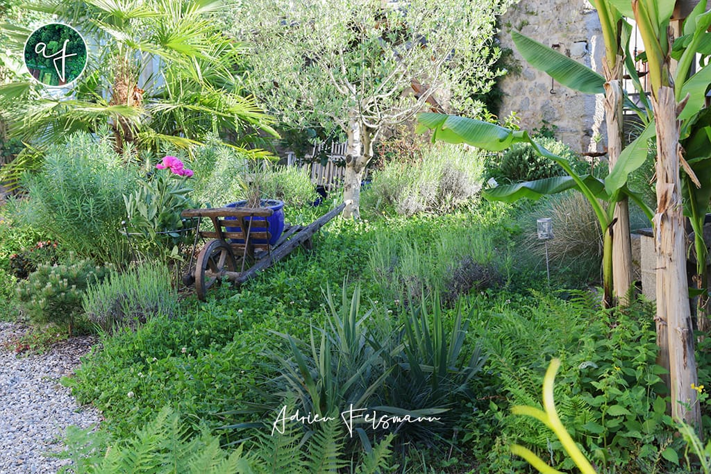 Plantes méditerranéennes au jardin naturel
