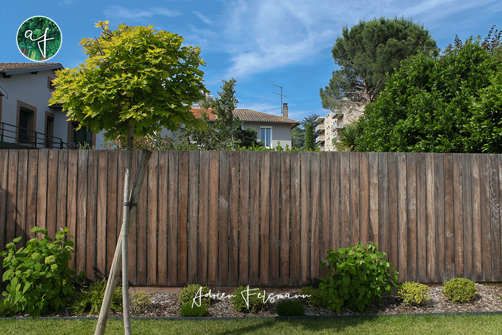 Acer globosum dans un jardin minimaliste