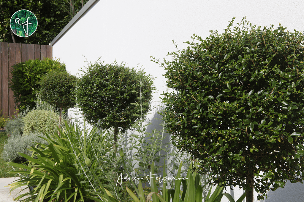 Troène en boule sur tige dans un jardin minimaliste