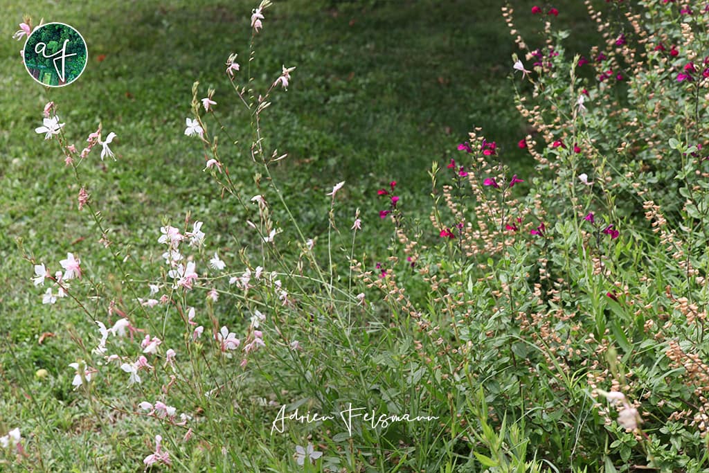 Gaura et sauge arbustive dans un jardin naturaliste
