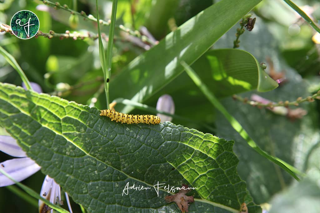 Chenille de Cucullie Molène-Lychnis dans un jardin naturel