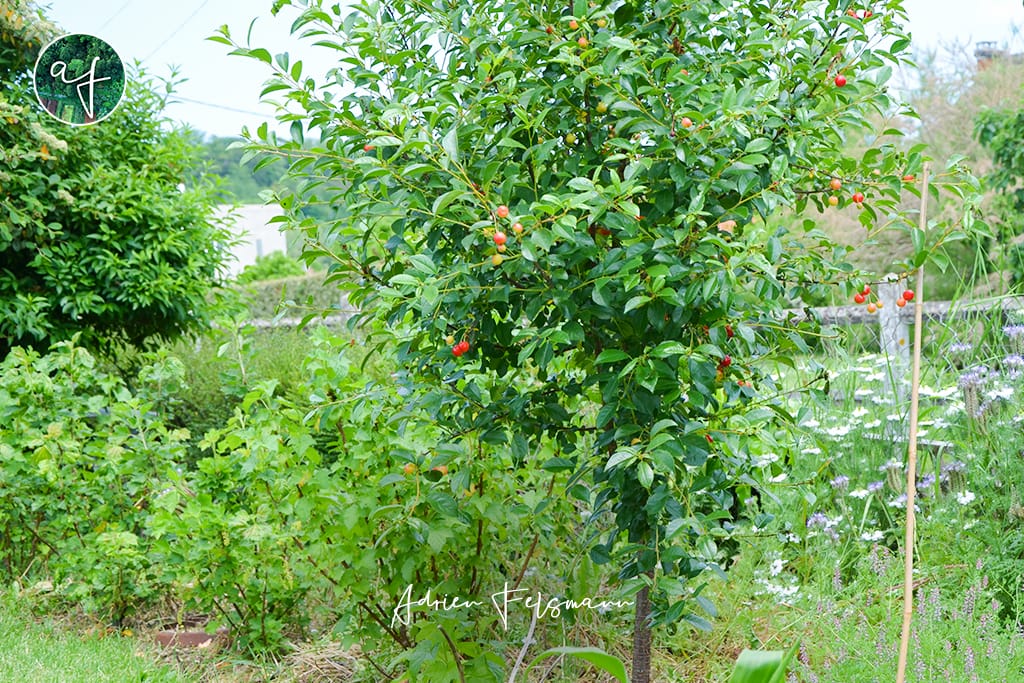 Cerisier nain dans un jardin de ville