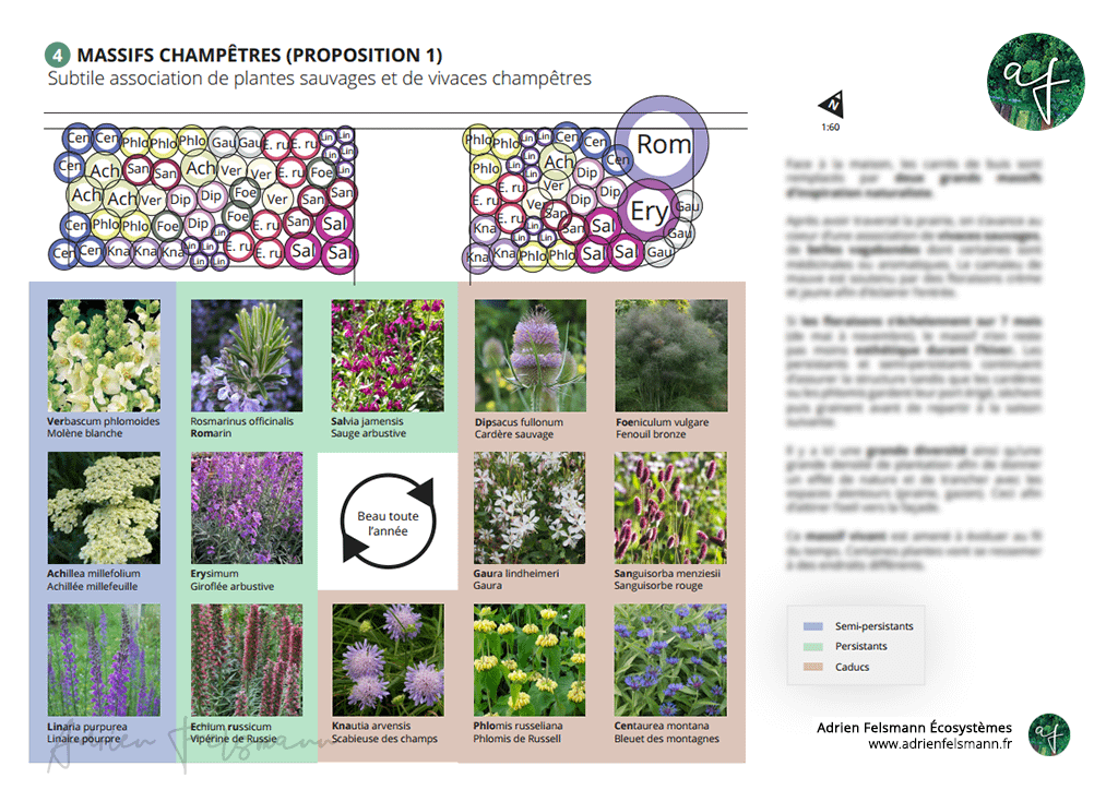 Palette végétale et plan de plantation d'un massif champêtre