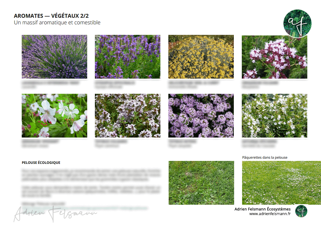 Palette végétale sans arrosage pour un massif d'aromates méditerranéens