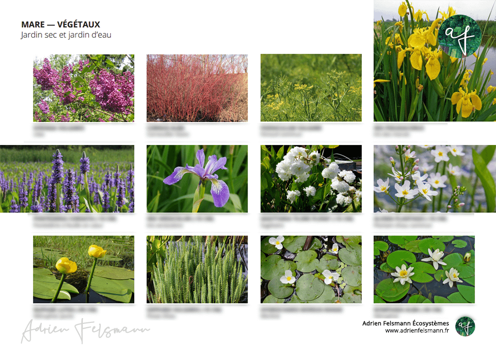 Sélection de plantes de bassin pour une mare naturelle