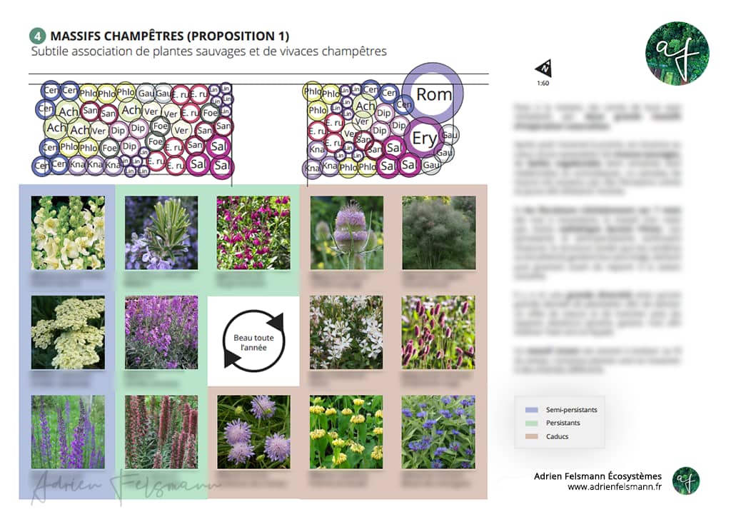 Palette végétale naturaliste de fleurs champêtres et horticoles