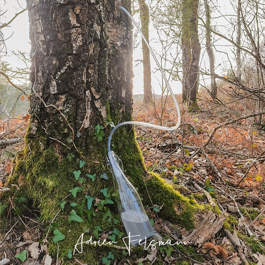 Récolte de l'eau de bouleau