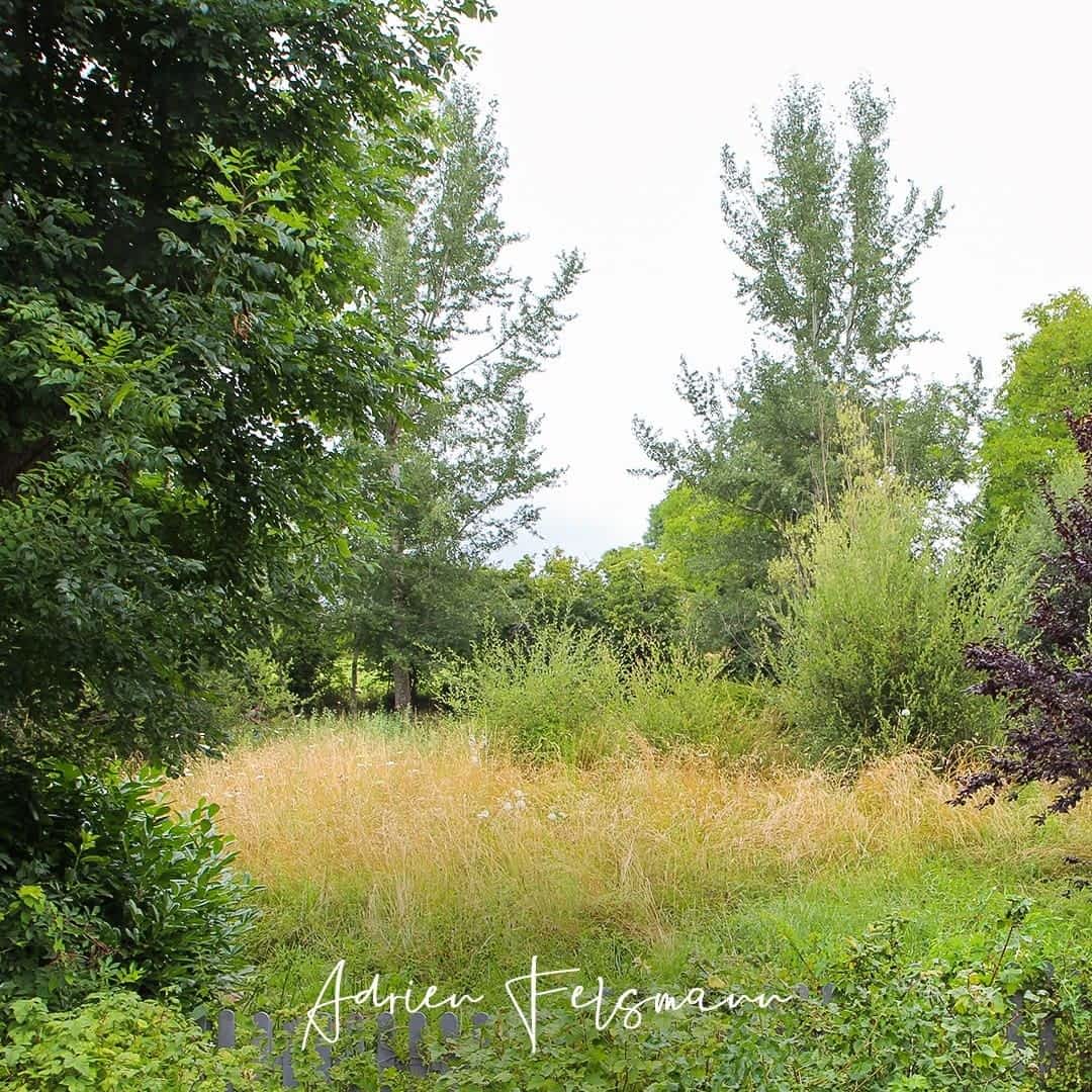 Prairie naturelle en fin d'été
