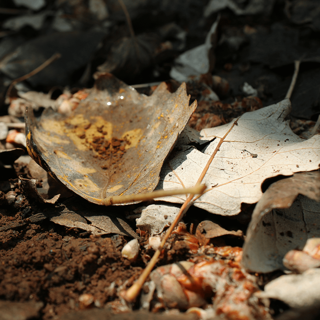 Compostage à la surface du sol dans la nature