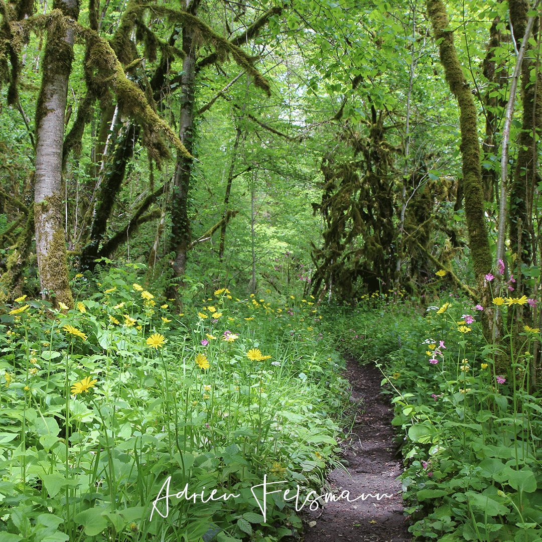 Écosystèmes forestier avec des fleurs sauvages